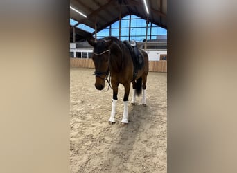 Oldenburgo, Caballo castrado, 4 años, 173 cm, Castaño