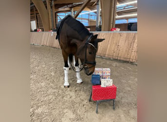 Oldenburgo, Caballo castrado, 4 años, 173 cm, Castaño