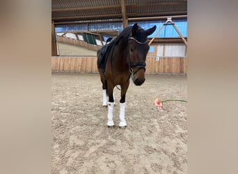 Oldenburgo, Caballo castrado, 4 años, 173 cm, Castaño