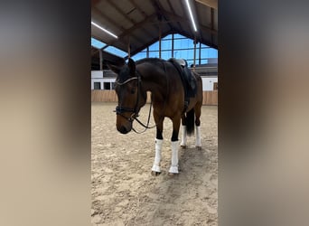 Oldenburgo, Caballo castrado, 4 años, 173 cm, Castaño