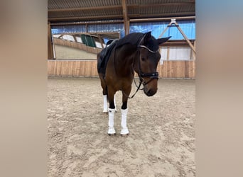 Oldenburgo, Caballo castrado, 4 años, 173 cm, Castaño