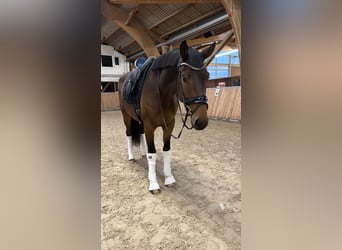 Oldenburgo, Caballo castrado, 4 años, 173 cm, Castaño