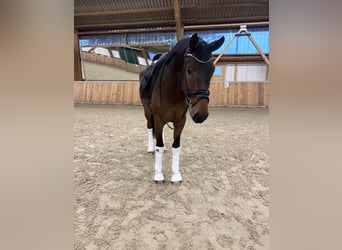 Oldenburgo, Caballo castrado, 4 años, 173 cm, Castaño