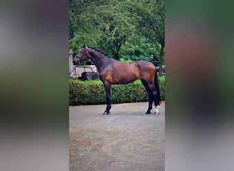 Oldenburgo, Caballo castrado, 4 años, 173 cm, Castaño