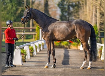 Oldenburgo, Caballo castrado, 4 años, 173 cm, Castaño
