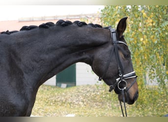 Oldenburgo, Caballo castrado, 4 años, 173 cm, Castaño oscuro