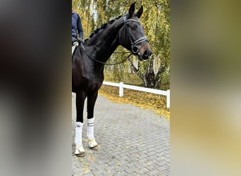 Oldenburgo, Caballo castrado, 4 años, 173 cm, Castaño oscuro