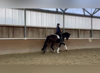 Oldenburgo, Caballo castrado, 4 años, 173 cm, Castaño oscuro