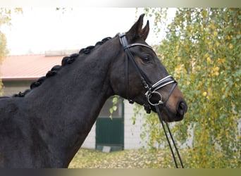 Oldenburgo, Caballo castrado, 4 años, 173 cm, Castaño oscuro