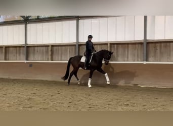 Oldenburgo, Caballo castrado, 4 años, 173 cm, Castaño oscuro