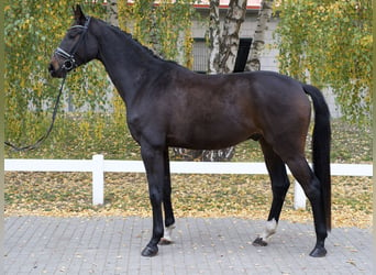 Oldenburgo, Caballo castrado, 4 años, 173 cm, Castaño oscuro