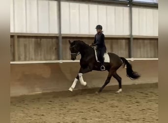 Oldenburgo, Caballo castrado, 4 años, 173 cm, Castaño oscuro