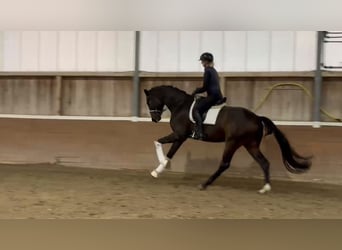 Oldenburgo, Caballo castrado, 4 años, 173 cm, Castaño oscuro