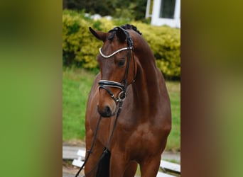 Oldenburgo, Caballo castrado, 4 años, 173 cm, Castaño oscuro