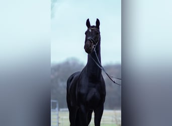 Oldenburgo, Caballo castrado, 4 años, 173 cm, Morcillo