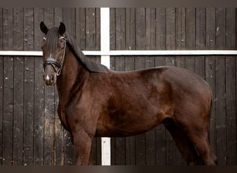 Oldenburgo, Caballo castrado, 4 años, 173 cm, Negro