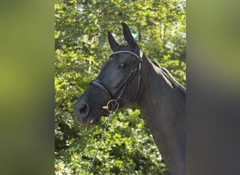 Oldenburgo, Caballo castrado, 4 años, 173 cm, Negro