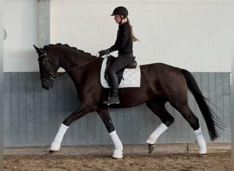 Oldenburgo, Caballo castrado, 4 años, 173 cm, Negro