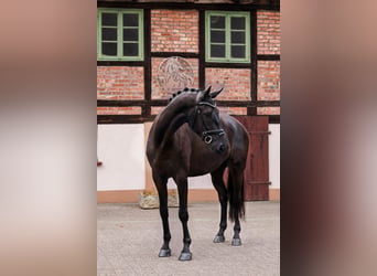 Oldenburgo, Caballo castrado, 4 años, 173 cm, Negro