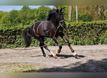 Oldenburgo, Caballo castrado, 4 años, 173 cm, Negro