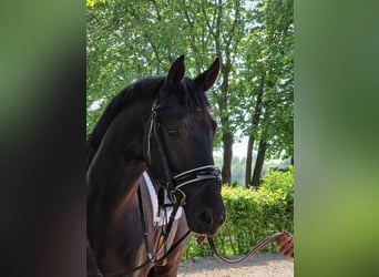 Oldenburgo, Caballo castrado, 4 años, 173 cm, Negro