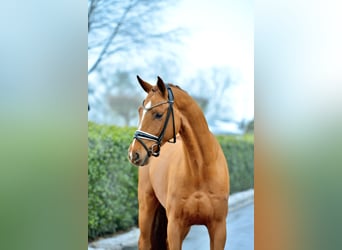 Oldenburgo, Caballo castrado, 4 años, 174 cm, Alazán