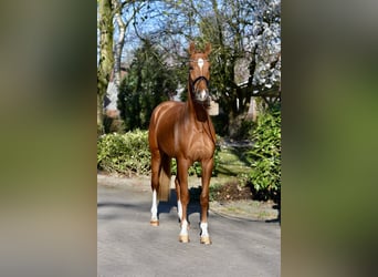 Oldenburgo, Caballo castrado, 4 años, 174 cm, Alazán