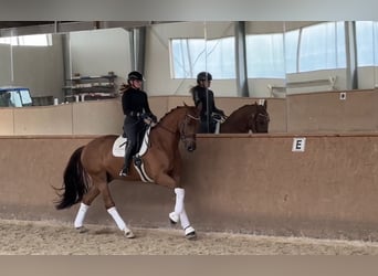 Oldenburgo, Caballo castrado, 4 años, 174 cm, Alazán-tostado