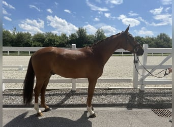 Oldenburgo, Caballo castrado, 4 años, 174 cm, Alazán-tostado