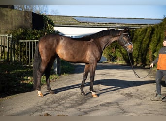 Oldenburgo, Caballo castrado, 4 años, 174 cm, Castaño oscuro