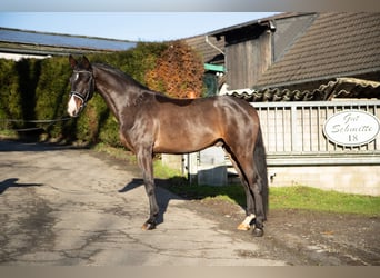 Oldenburgo, Caballo castrado, 4 años, 174 cm, Castaño oscuro