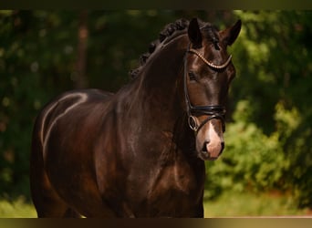 Oldenburgo, Caballo castrado, 4 años, 174 cm, Morcillo