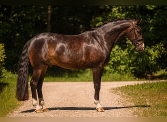 Oldenburgo, Caballo castrado, 4 años, 174 cm, Morcillo