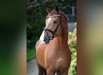 Oldenburgo, Caballo castrado, 4 años, 175 cm, Alazán-tostado