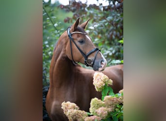 Oldenburgo, Caballo castrado, 4 años, 175 cm, Alazán-tostado