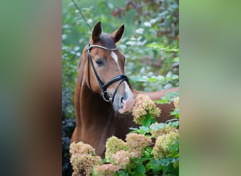 Oldenburgo, Caballo castrado, 4 años, 175 cm, Alazán-tostado