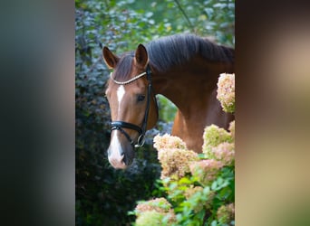 Oldenburgo, Caballo castrado, 4 años, 175 cm, Alazán-tostado