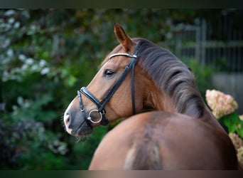 Oldenburgo, Caballo castrado, 4 años, 175 cm, Alazán-tostado