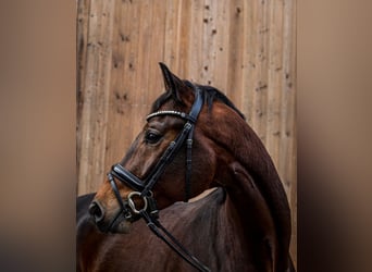 Oldenburgo, Caballo castrado, 4 años, 175 cm, Castaño