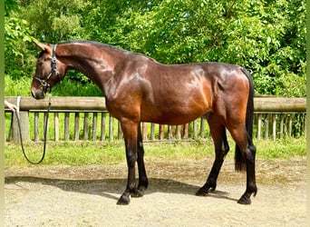 Oldenburgo, Caballo castrado, 4 años, 175 cm, Castaño