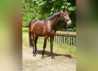 Oldenburgo, Caballo castrado, 4 años, 175 cm, Castaño