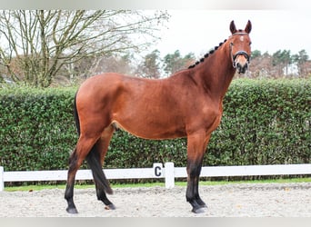 Oldenburgo, Caballo castrado, 4 años, 175 cm, Castaño