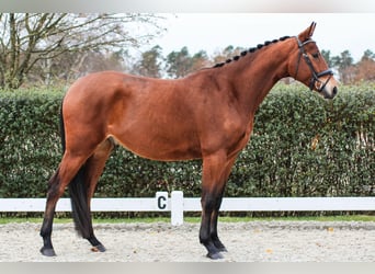 Oldenburgo, Caballo castrado, 4 años, 175 cm, Castaño