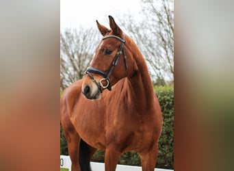 Oldenburgo, Caballo castrado, 4 años, 175 cm, Castaño