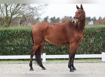 Oldenburgo, Caballo castrado, 4 años, 175 cm, Castaño