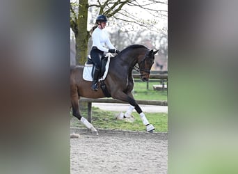 Oldenburgo, Caballo castrado, 4 años, 175 cm, Castaño oscuro
