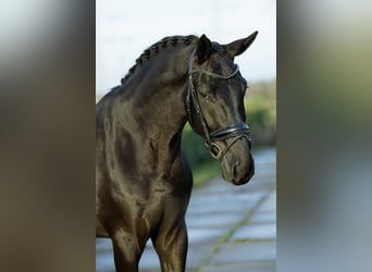 Oldenburgo, Caballo castrado, 4 años, 175 cm, Negro