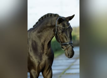 Oldenburgo, Caballo castrado, 4 años, 175 cm, Negro