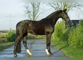 Oldenburgo, Caballo castrado, 4 años, 175 cm, Negro