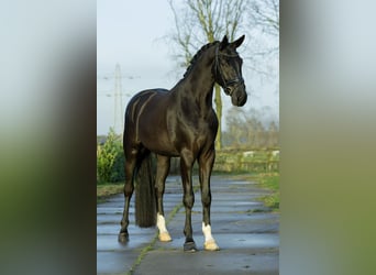 Oldenburgo, Caballo castrado, 4 años, 175 cm, Negro